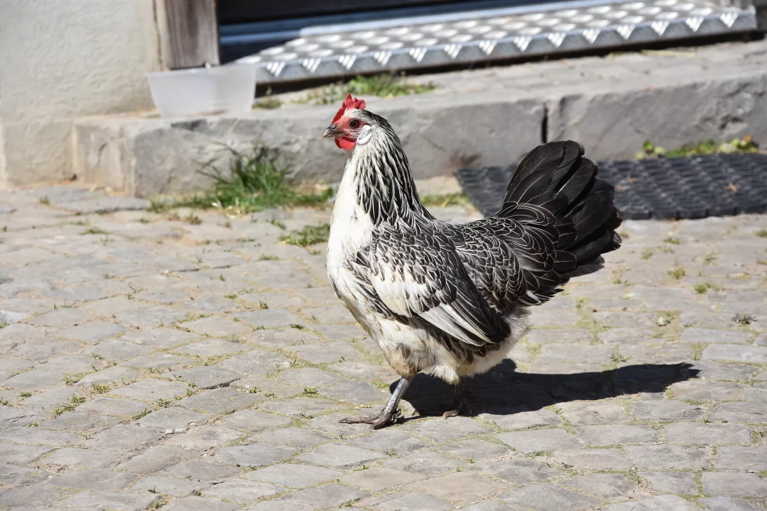 Huhn