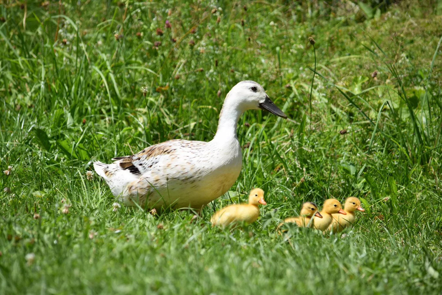Gans 