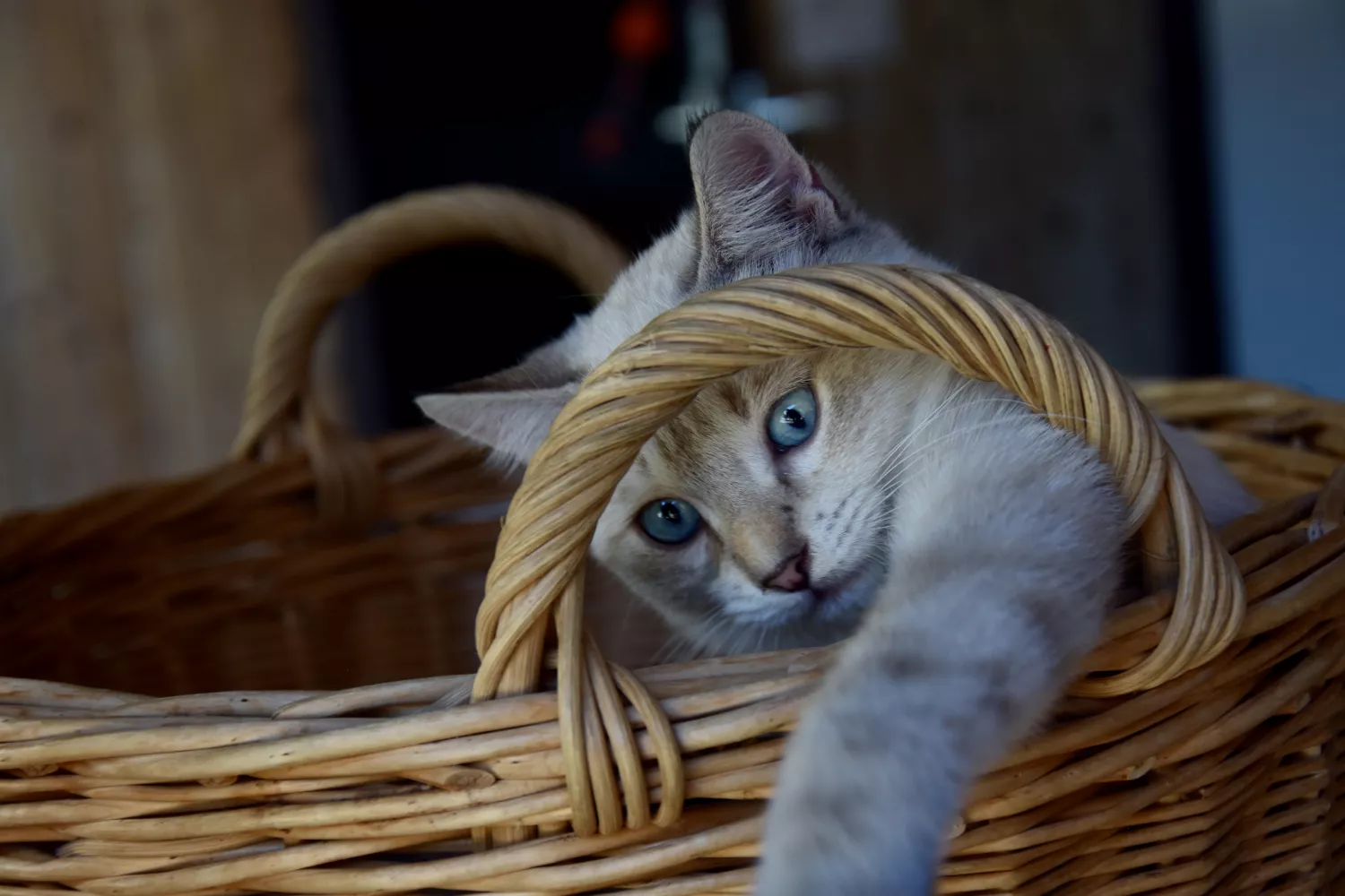 Katze im Korb