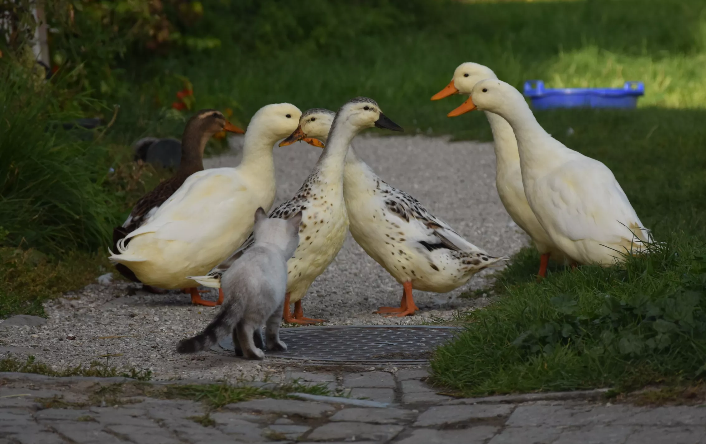 Enten mit Katze Enten mit Katze