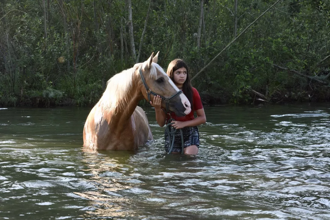 Pferde im Wasser