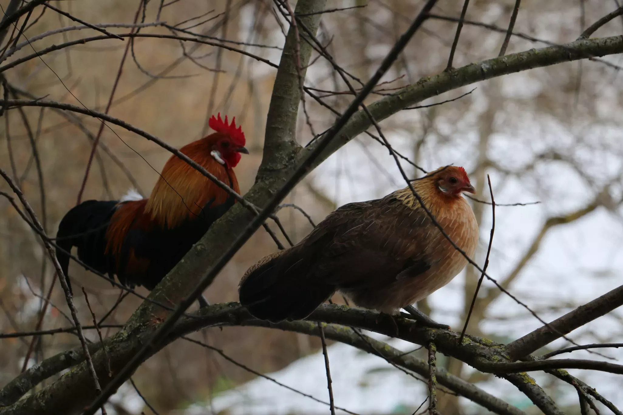 Hahn und Henne auf Baum Hahn und Henne auf Baum
