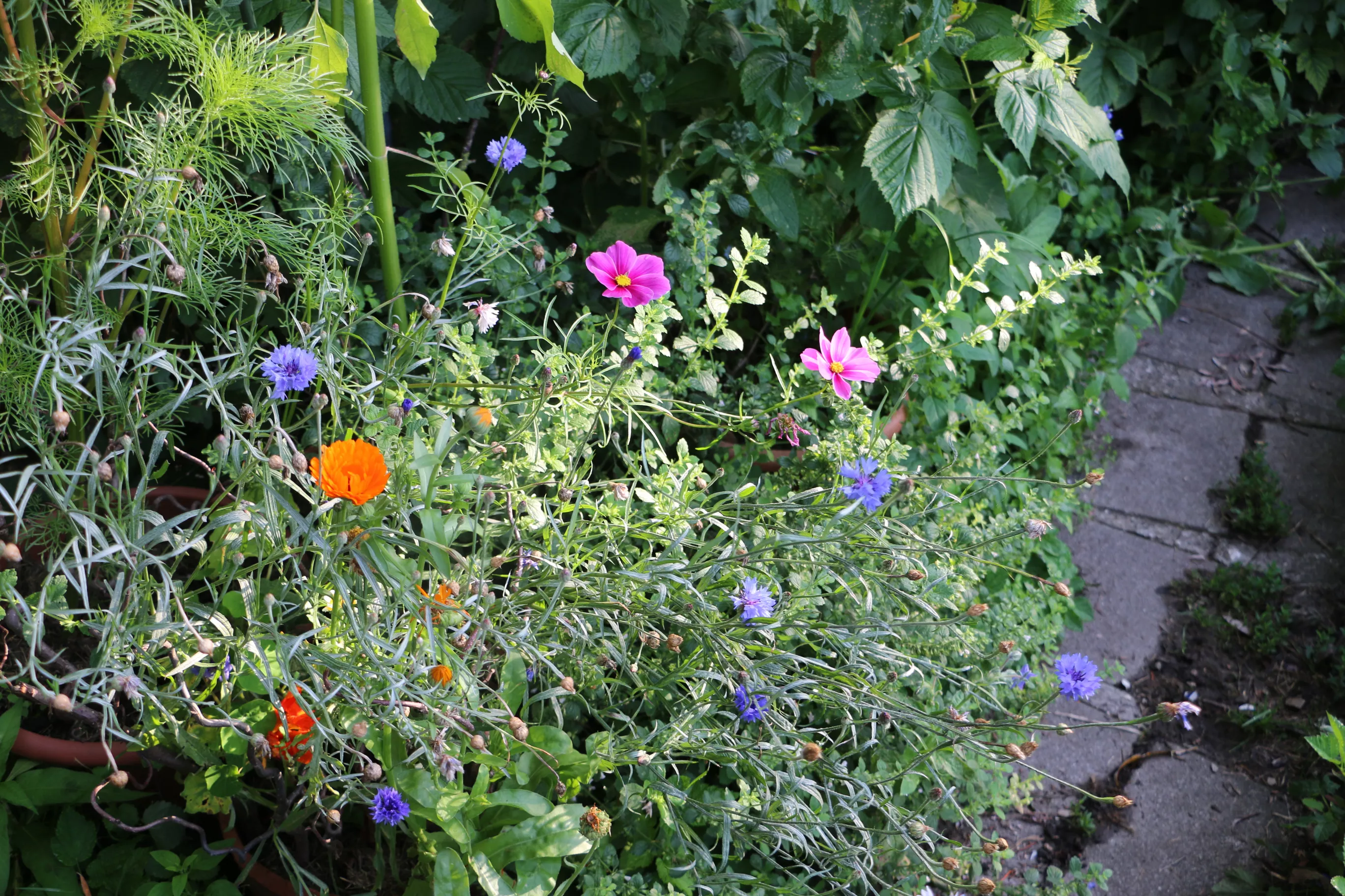 Blumen im Garten Blumen im Garten